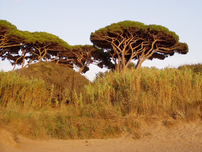 I fossi e lo stagno di Baratti (Piombino - LI)